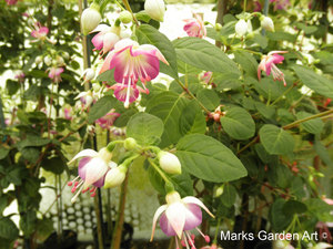 Fuchsia_06'Thamar'.JPG