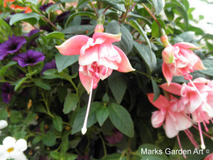 Fuchsia_07spp.JPG