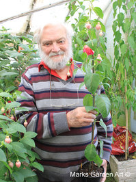 Fuchsia_09Stuart.JPG
