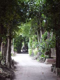 Garcinia_01.JPG