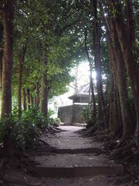 Garcinia_02.JPG