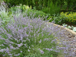 MarksGarden_0706_02.JPG