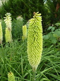 MarksGarden_0706_05.JPG