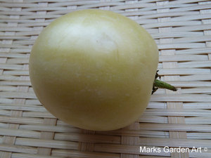 Pepino_01.JPG