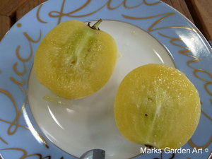 Pepino_02.JPG