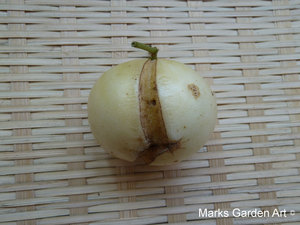 Pepino_03.JPGのサムネール画像