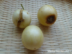 Pepino_04.JPGのサムネール画像