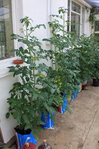 Tomato_04.JPG