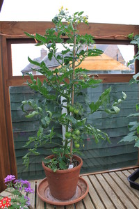 Tomato_05.JPG