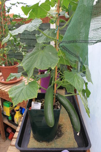 Tomato_07.JPG