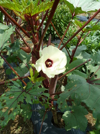 Veg0806_01.JPG