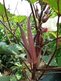 Veg0806_02.JPG