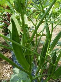 Veg0806_03.JPG