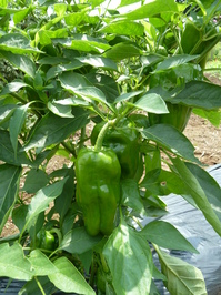 Veg0806_04.JPG