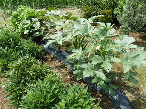Veg0806_05.JPG
