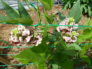 Veg0806_06.JPG