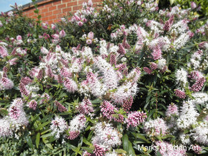 Attractive_plant_01.JPGのサムネール画像