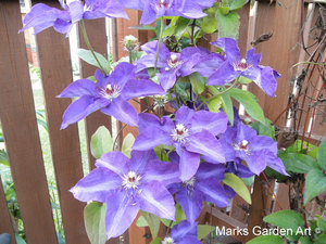 Attractive_plant_02.JPGのサムネール画像