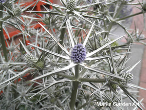 Attractive_plant_03.JPGのサムネール画像