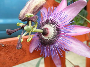 Attractive_plant_04.JPGのサムネール画像