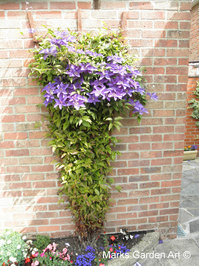 Attractive_plant_05.JPG