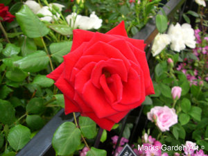 Bouquet_rose01.JPG