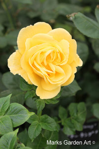 Bouquet_rose03.JPG
