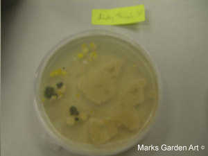 Fungus_02.jpg
