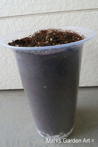 Bulbs-in-pot2011_01.JPG