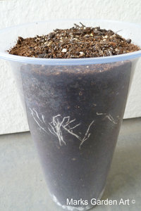 Bulbs-in-pot2011_03.JPG