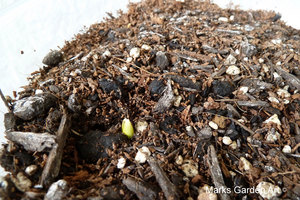 Bulbs-in-pot2011_04.JPG