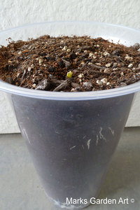 Bulbs-in-pot2011_05.JPG