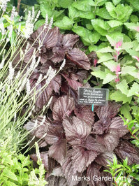 RHS_TattonPark2011_05.JPG