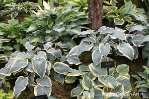 RHS_TattonPark2011_10.JPG