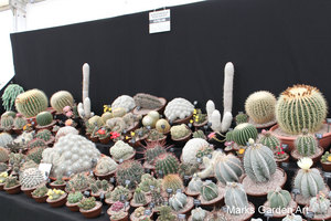 RHS_TattonPark2011_12.JPG