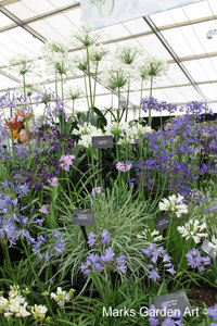 RHS_TattonPark2011_14.JPG
