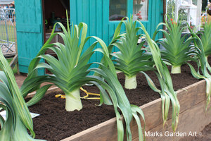RHS_TattonPark2011_29.JPG