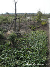 Biwako_2011-11-07.JPG