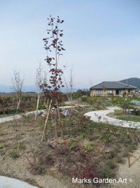 Biwako_2011-11-08.JPG