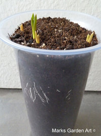 Bulbs-in-pot2011_06_10-25.JPG