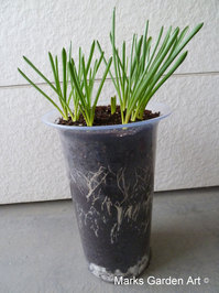 Bulbs-in-pot2011_07_11-03.JPG