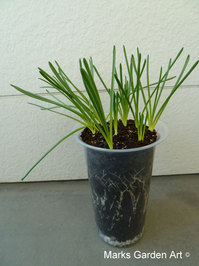 Bulbs-in-pot2011_08_11-03.JPG