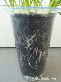 Bulbs-in-pot2011_09_11-03.JPG