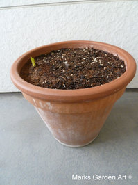 Bulbs-in-pot2011_10_10-25.JPG