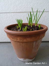 Bulbs-in-pot2011_11_11-03.JPG