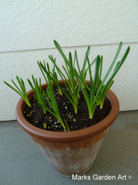 Bulbs-in-pot2011_12_11-07.JPG