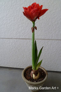 Hippeastrum01_2011-10-25.JPGのサムネール画像