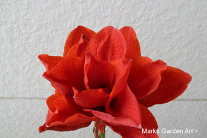 Hippeastrum02_2011-10-25.JPGのサムネール画像