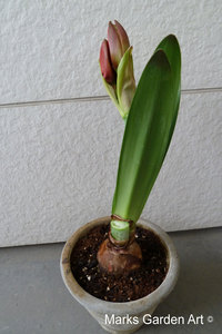 Hippeastrum03_2011-11-03.JPG