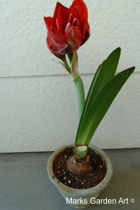 Hippeastrum04_2011-11-07.JPG